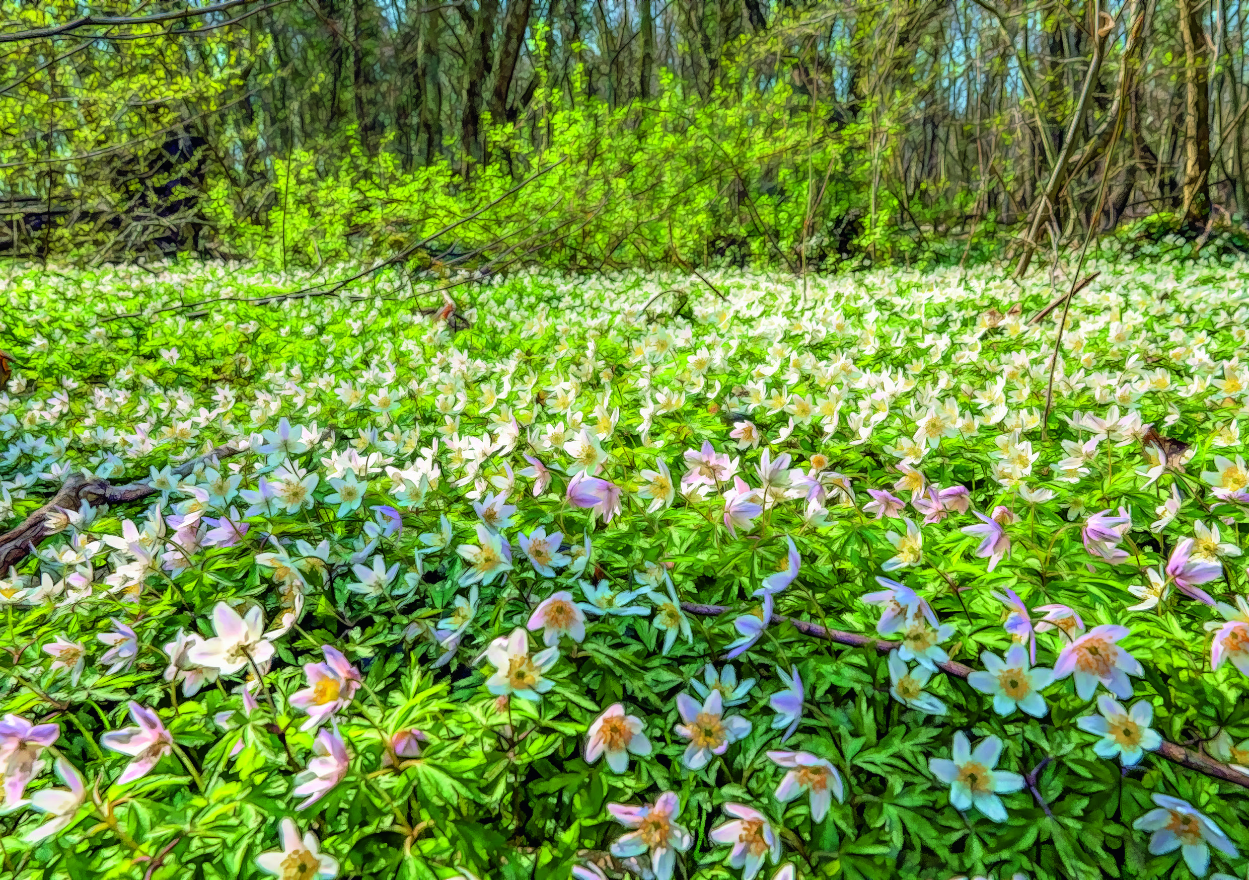 Art 21010 - Anemoner i Troldskov - forside