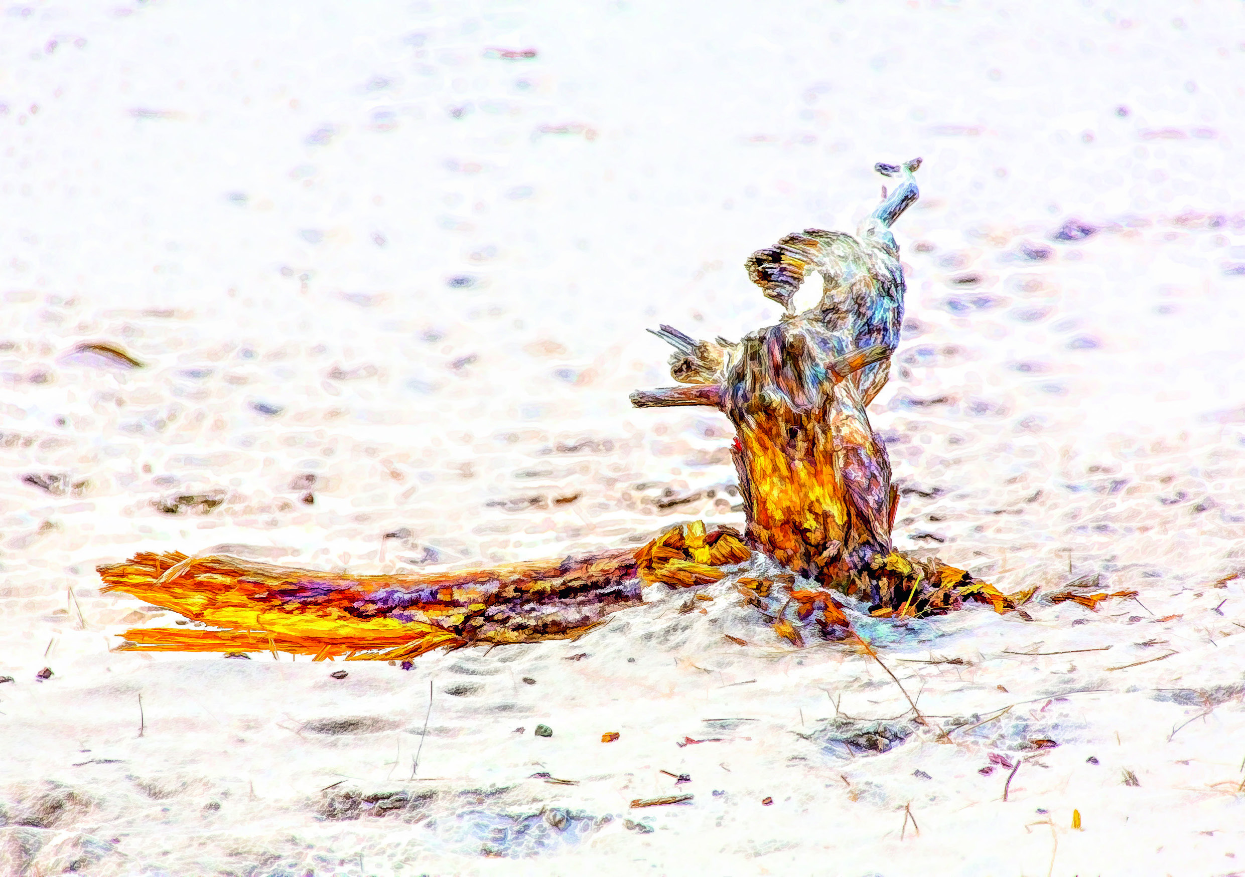 Art 21019 - Dueodde Strand - afbrækket gren - forside