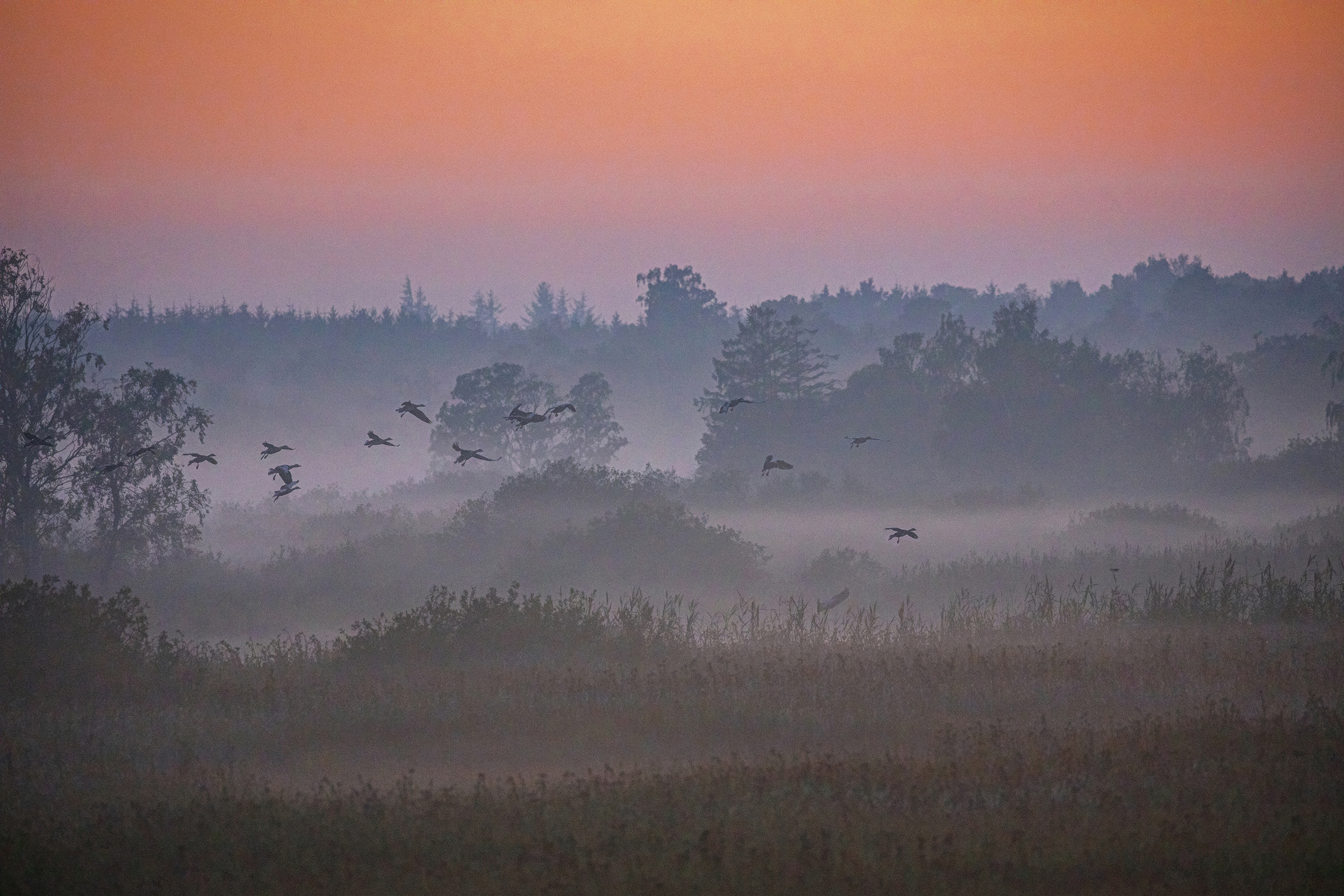 Art 21037 - Ølene naturområde med traner i solnedgang - forside