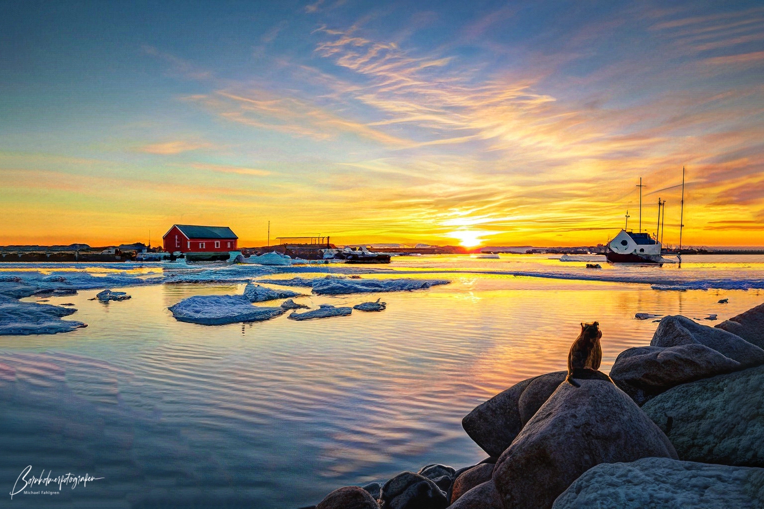 Havnemiljø med katte og isbjerge