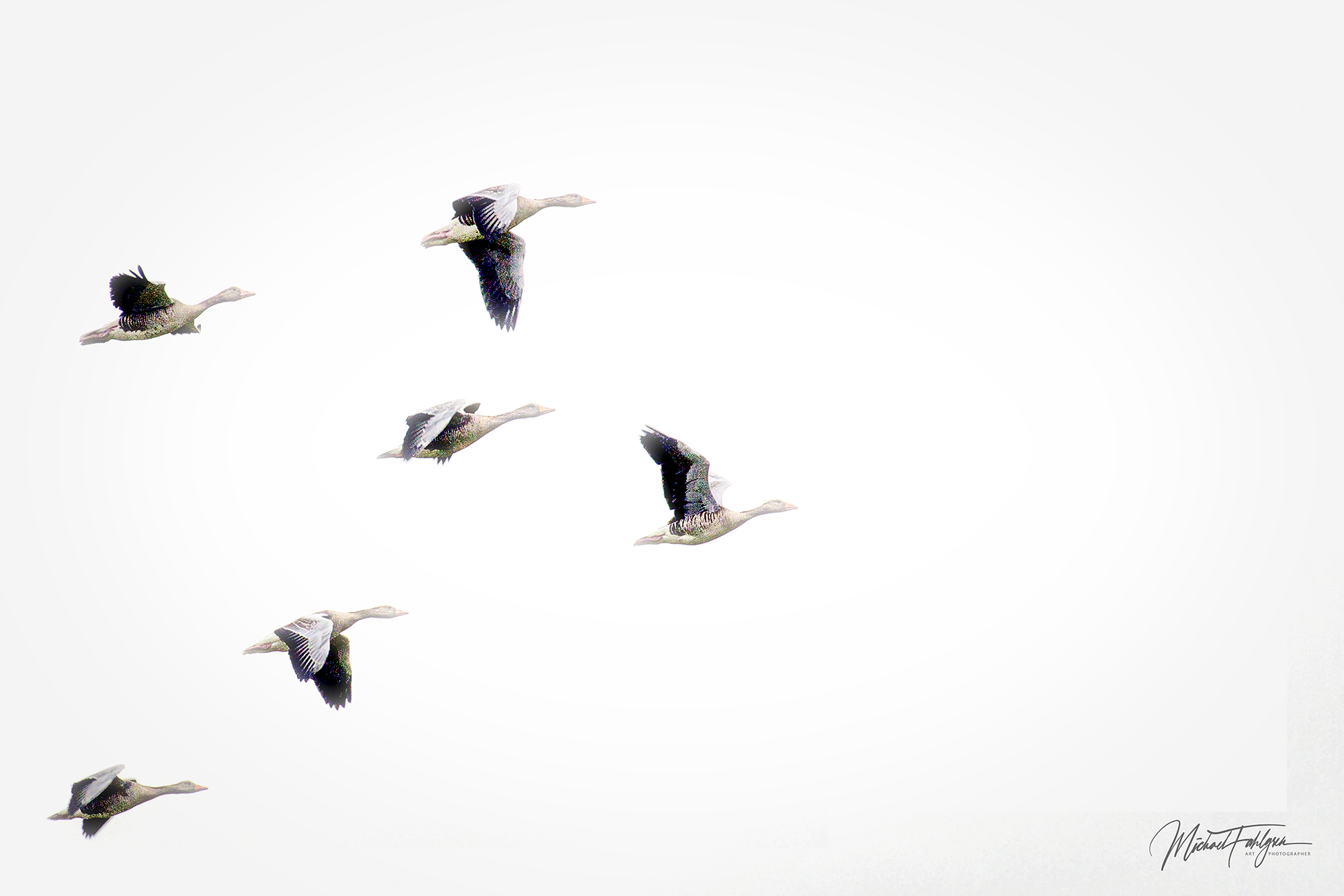 Flyvende gæs over Bornholm
