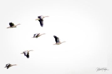 Flyvende gæs over Bornholm