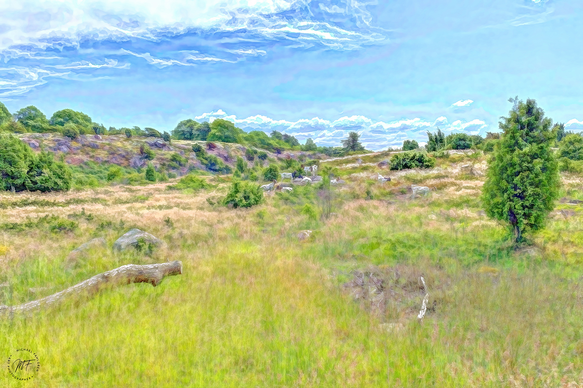 Gedeflok i Ravnedalen