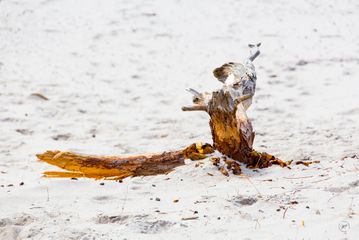 Afbrækket gren på Dueodde strand