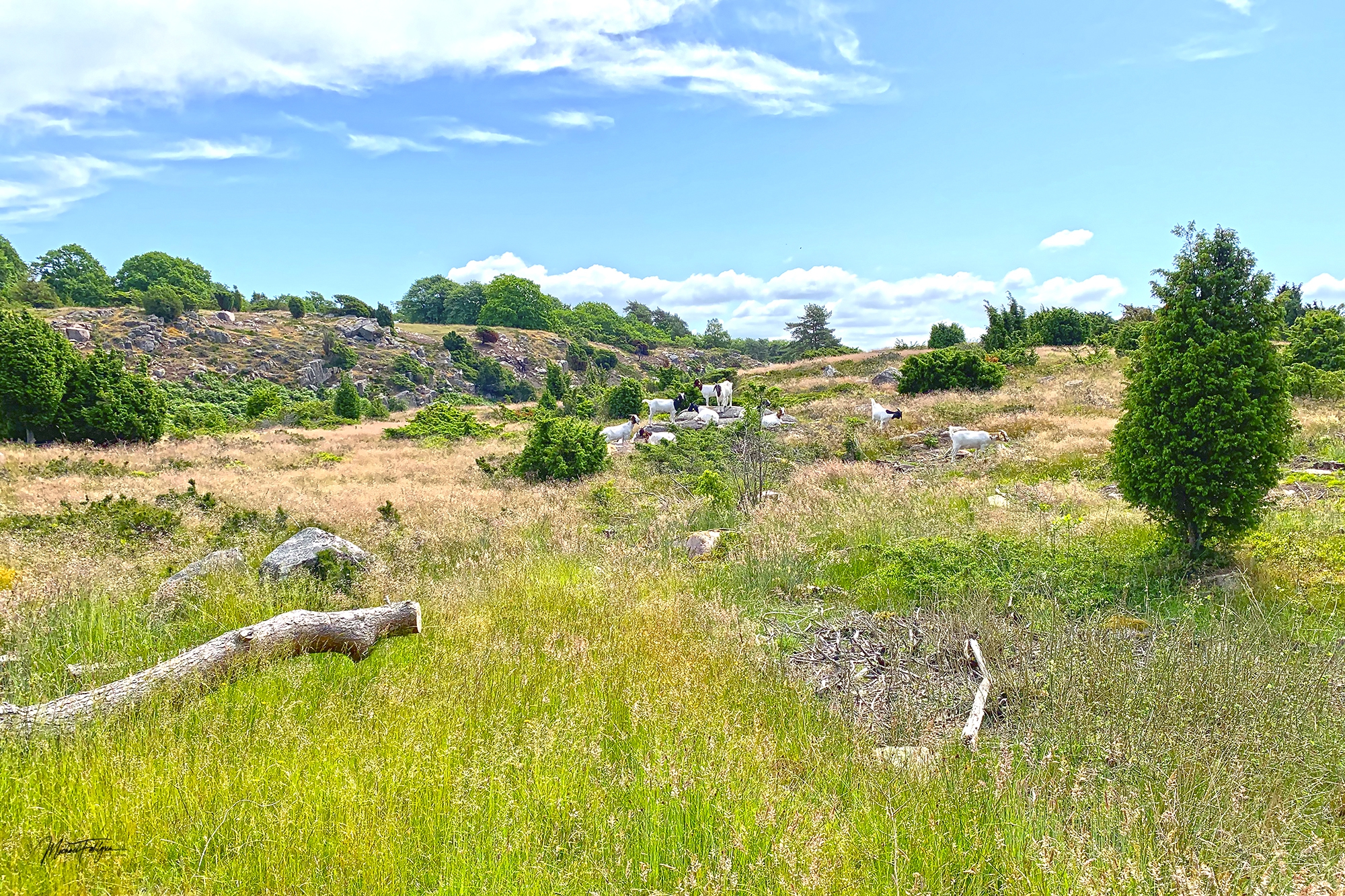 Gedeflok i Ravnedalen