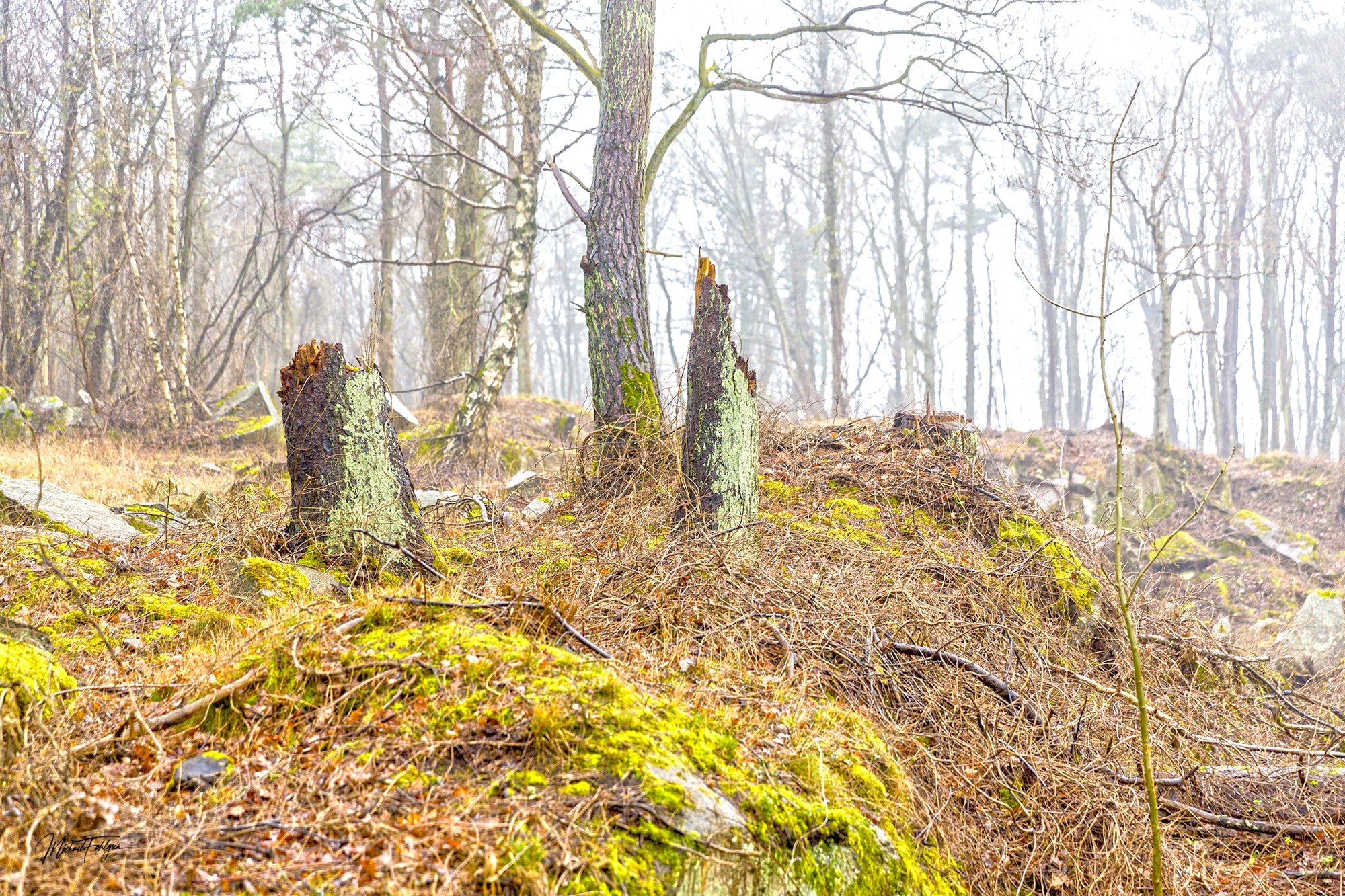 Ringebakkebruddene 1