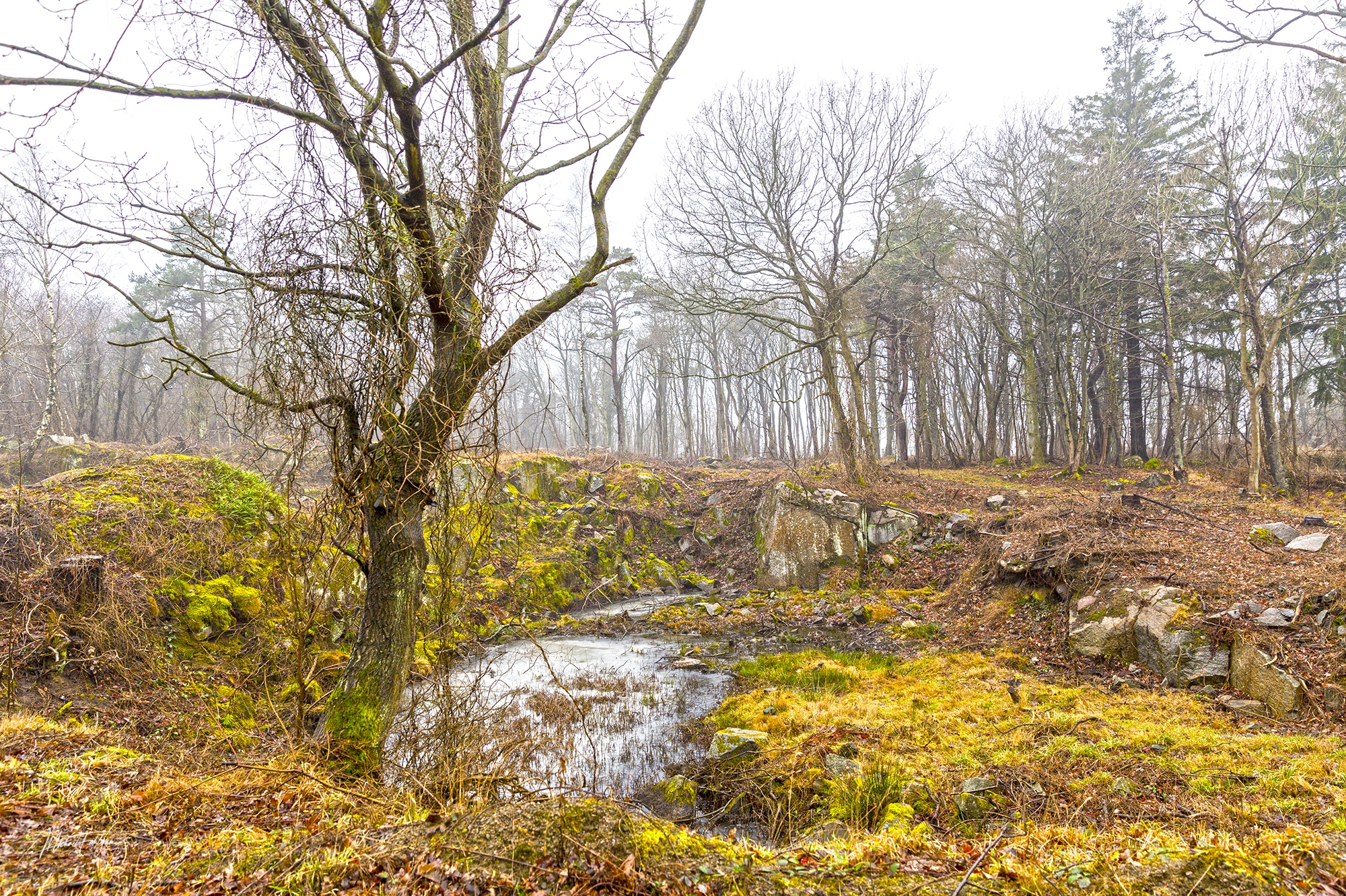 Ringebakkebruddene 2