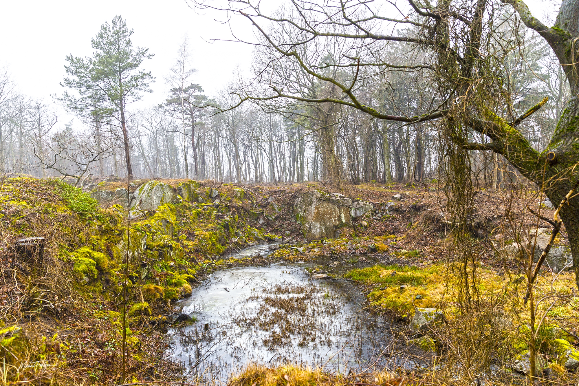 Ringebakkebruddene 3