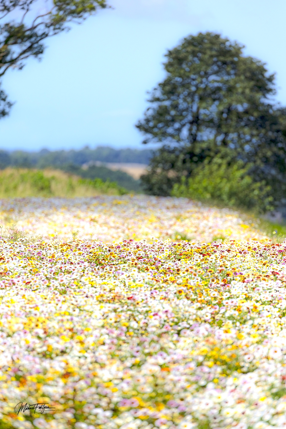 Bornholm Blomstrer syd for Hasle